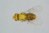  ( - BC-ZSM-HYM-27734-D10)  @12 [ ] CreativeCommons - Attribution Non-Commercial Share-Alike (2015) Stefan Schmidt SNSB, Zoologische Staatssammlung Muenchen