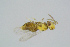  ( - BC-ZSM-HYM-27734-D11)  @13 [ ] CreativeCommons - Attribution Non-Commercial Share-Alike (2015) Stefan Schmidt SNSB, Zoologische Staatssammlung Muenchen