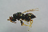  ( - BC-ZSM-HYM-27770-A12)  @11 [ ] CreativeCommons - Attribution Non-Commercial Share-Alike (2015) Stefan Schmidt SNSB, Zoologische Staatssammlung Muenchen