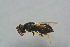  ( - BC-ZSM-HYM-27770-B01)  @11 [ ] CreativeCommons - Attribution Non-Commercial Share-Alike (2015) Stefan Schmidt SNSB, Zoologische Staatssammlung Muenchen