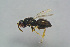  ( - BC-ZSM-HYM-27770-B10)  @12 [ ] CreativeCommons - Attribution Non-Commercial Share-Alike (2015) Stefan Schmidt SNSB, Zoologische Staatssammlung Muenchen