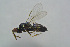  (Tetrastichus clisius - BC-ZSM-HYM-27770-C03)  @14 [ ] CreativeCommons - Attribution Non-Commercial Share-Alike (2015) Stefan Schmidt SNSB, Zoologische Staatssammlung Muenchen