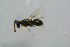  ( - BC-ZSM-HYM-27770-C07)  @12 [ ] CreativeCommons - Attribution Non-Commercial Share-Alike (2015) Stefan Schmidt SNSB, Zoologische Staatssammlung Muenchen