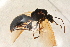  ( - BC-ZSM-HYM-27761-A01)  @12 [ ] CreativeCommons - Attribution Non-Commercial Share-Alike (2015) Unspecified SNSB, Zoologische Staatssammlung Muenchen