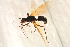  ( - BC-ZSM-HYM-27761-A05)  @12 [ ] CreativeCommons - Attribution Non-Commercial Share-Alike (2015) Unspecified SNSB, Zoologische Staatssammlung Muenchen