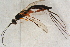  ( - BC-ZSM-HYM-27761-B02)  @12 [ ] CreativeCommons - Attribution Non-Commercial Share-Alike (2015) Unspecified SNSB, Zoologische Staatssammlung Muenchen