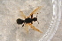 ( - BC-ZSM-HYM-27761-B09)  @12 [ ] CreativeCommons - Attribution Non-Commercial Share-Alike (2015) Unspecified SNSB, Zoologische Staatssammlung Muenchen