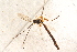  ( - BC-ZSM-HYM-27761-C03)  @12 [ ] CreativeCommons - Attribution Non-Commercial Share-Alike (2015) Unspecified SNSB, Zoologische Staatssammlung Muenchen