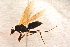  ( - BC-ZSM-HYM-27761-D08)  @12 [ ] CreativeCommons - Attribution Non-Commercial Share-Alike (2015) Unspecified SNSB, Zoologische Staatssammlung Muenchen