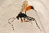  ( - BC-ZSM-HYM-27761-F03)  @12 [ ] CreativeCommons - Attribution Non-Commercial Share-Alike (2015) Unspecified SNSB, Zoologische Staatssammlung Muenchen