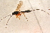  ( - BC-ZSM-HYM-27761-F04)  @13 [ ] CreativeCommons - Attribution Non-Commercial Share-Alike (2015) Unspecified SNSB, Zoologische Staatssammlung Muenchen