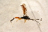  ( - BC-ZSM-HYM-27761-F05)  @13 [ ] CreativeCommons - Attribution Non-Commercial Share-Alike (2015) Unspecified SNSB, Zoologische Staatssammlung Muenchen