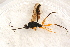  (Polytribax rufipes - BC-ZSM-HYM-27761-F10)  @13 [ ] CreativeCommons - Attribution Non-Commercial Share-Alike (2015) Unspecified SNSB, Zoologische Staatssammlung Muenchen