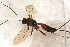  ( - BC-ZSM-HYM-27761-F12)  @12 [ ] CreativeCommons - Attribution Non-Commercial Share-Alike (2015) Unspecified SNSB, Zoologische Staatssammlung Muenchen