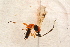 (Aleiodes cruentus - BC-ZSM-HYM-27761-G07)  @12 [ ] CreativeCommons - Attribution Non-Commercial Share-Alike (2015) Unspecified SNSB, Zoologische Staatssammlung Muenchen