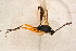 ( - BC-ZSM-HYM-27761-G10)  @13 [ ] CreativeCommons - Attribution Non-Commercial Share-Alike (2015) Unspecified SNSB, Zoologische Staatssammlung Muenchen