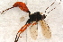  ( - BC-ZSM-HYM-27761-H06)  @13 [ ] CreativeCommons - Attribution Non-Commercial Share-Alike (2015) Unspecified SNSB, Zoologische Staatssammlung Muenchen