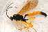  ( - BC-ZSM-HYM-27761-H09)  @12 [ ] CreativeCommons - Attribution Non-Commercial Share-Alike (2015) Unspecified SNSB, Zoologische Staatssammlung Muenchen