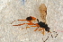  ( - BC-ZSM-HYM-27762-A01)  @12 [ ] CreativeCommons - Attribution Non-Commercial Share-Alike (2015) Unspecified SNSB, Zoologische Staatssammlung Muenchen