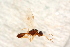  ( - BC-ZSM-HYM-27762-A11)  @12 [ ] CreativeCommons - Attribution Non-Commercial Share-Alike (2015) Unspecified SNSB, Zoologische Staatssammlung Muenchen