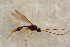  ( - BC-ZSM-HYM-27762-C01)  @13 [ ] CreativeCommons - Attribution Non-Commercial Share-Alike (2015) Unspecified SNSB, Zoologische Staatssammlung Muenchen