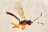  ( - BC-ZSM-HYM-27762-F04)  @12 [ ] CreativeCommons - Attribution Non-Commercial Share-Alike (2015) Unspecified SNSB, Zoologische Staatssammlung Muenchen