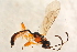  ( - BC-ZSM-HYM-27762-F07)  @12 [ ] CreativeCommons - Attribution Non-Commercial Share-Alike (2015) Unspecified SNSB, Zoologische Staatssammlung Muenchen