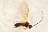  ( - BC-ZSM-HYM-27762-G02)  @12 [ ] CreativeCommons - Attribution Non-Commercial Share-Alike (2015) Unspecified SNSB, Zoologische Staatssammlung Muenchen