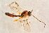  (Diplazon pectoralis - BC-ZSM-HYM-27763-B07)  @12 [ ] CreativeCommons - Attribution Non-Commercial Share-Alike (2015) Unspecified SNSB, Zoologische Staatssammlung Muenchen
