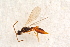  ( - BC-ZSM-HYM-27763-E09)  @12 [ ] CreativeCommons - Attribution Non-Commercial Share-Alike (2015) Unspecified SNSB, Zoologische Staatssammlung Muenchen