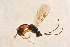  ( - BC-ZSM-HYM-27763-E11)  @12 [ ] CreativeCommons - Attribution Non-Commercial Share-Alike (2015) Unspecified SNSB, Zoologische Staatssammlung Muenchen