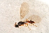  ( - BC-ZSM-HYM-27763-G06)  @12 [ ] CreativeCommons - Attribution Non-Commercial Share-Alike (2015) Unspecified SNSB, Zoologische Staatssammlung Muenchen