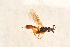  ( - BC-ZSM-HYM-27764-B10)  @12 [ ] CreativeCommons - Attribution Non-Commercial Share-Alike (2015) Unspecified SNSB, Zoologische Staatssammlung Muenchen