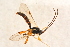  ( - BC-ZSM-HYM-27764-B11)  @12 [ ] CreativeCommons - Attribution Non-Commercial Share-Alike (2015) Unspecified SNSB, Zoologische Staatssammlung Muenchen