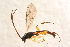  ( - BC-ZSM-HYM-27764-G03)  @12 [ ] CreativeCommons - Attribution Non-Commercial Share-Alike (2015) Unspecified SNSB, Zoologische Staatssammlung Muenchen