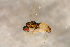  ( - BC-ZSM-HYM-27764-G07)  @12 [ ] CreativeCommons - Attribution Non-Commercial Share-Alike (2015) Unspecified SNSB, Zoologische Staatssammlung Muenchen