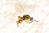  ( - BC-ZSM-HYM-27764-G12)  @12 [ ] CreativeCommons - Attribution Non-Commercial Share-Alike (2015) Unspecified SNSB, Zoologische Staatssammlung Muenchen