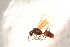  ( - BC-ZSM-HYM-27764-H06)  @12 [ ] CreativeCommons - Attribution Non-Commercial Share-Alike (2015) Unspecified SNSB, Zoologische Staatssammlung Muenchen