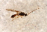  ( - BC-ZSM-HYM-27765-B05)  @12 [ ] CreativeCommons - Attribution Non-Commercial Share-Alike (2015) Unspecified SNSB, Zoologische Staatssammlung Muenchen