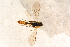  ( - BC-ZSM-HYM-27765-B07)  @12 [ ] CreativeCommons - Attribution Non-Commercial Share-Alike (2015) Unspecified SNSB, Zoologische Staatssammlung Muenchen