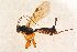  ( - BC-ZSM-HYM-27765-C01)  @12 [ ] CreativeCommons - Attribution Non-Commercial Share-Alike (2015) Unspecified SNSB, Zoologische Staatssammlung Muenchen
