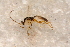  ( - BC-ZSM-HYM-27765-D01)  @12 [ ] CreativeCommons - Attribution Non-Commercial Share-Alike (2015) Unspecified SNSB, Zoologische Staatssammlung Muenchen
