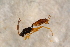  ( - BC-ZSM-HYM-27765-E10)  @12 [ ] CreativeCommons - Attribution Non-Commercial Share-Alike (2015) Unspecified SNSB, Zoologische Staatssammlung Muenchen