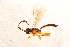  ( - BC-ZSM-HYM-27765-F08)  @12 [ ] CreativeCommons - Attribution Non-Commercial Share-Alike (2015) Unspecified SNSB, Zoologische Staatssammlung Muenchen