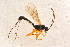  ( - BC-ZSM-HYM-27765-F12)  @12 [ ] CreativeCommons - Attribution Non-Commercial Share-Alike (2015) Unspecified SNSB, Zoologische Staatssammlung Muenchen