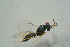  ( - BC-ZSM-HYM-27768-A03)  @12 [ ] CreativeCommons - Attribution Non-Commercial Share-Alike (2015) Stefan Schmidt SNSB, Zoologische Staatssammlung Muenchen