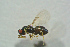  ( - BC-ZSM-HYM-27768-A11)  @13 [ ] CreativeCommons - Attribution Non-Commercial Share-Alike (2015) Stefan Schmidt SNSB, Zoologische Staatssammlung Muenchen