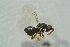  ( - BC-ZSM-HYM-27768-A12)  @12 [ ] CreativeCommons - Attribution Non-Commercial Share-Alike (2015) Stefan Schmidt SNSB, Zoologische Staatssammlung Muenchen