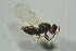  (Tetrastichus intruitus - BC-ZSM-HYM-27768-B03)  @14 [ ] CreativeCommons - Attribution Non-Commercial Share-Alike (2015) Stefan Schmidt SNSB, Zoologische Staatssammlung Muenchen