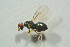  ( - BC-ZSM-HYM-27768-B07)  @12 [ ] CreativeCommons - Attribution Non-Commercial Share-Alike (2015) Stefan Schmidt SNSB, Zoologische Staatssammlung Muenchen